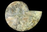 Cut & Polished Ammonite Fossil (Half) - Madagascar #166838-1